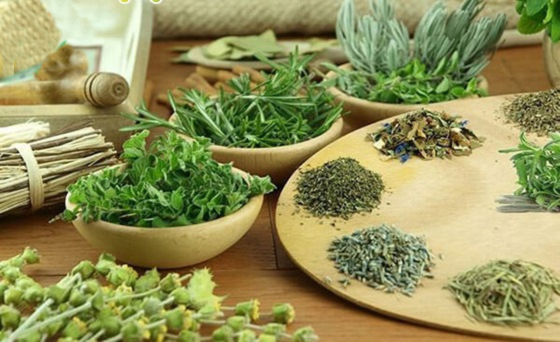 “Cây nhà lá vườn” nhưng cực kỳ hiệu quả trong việc điều trị bệnh tiểu đường 1