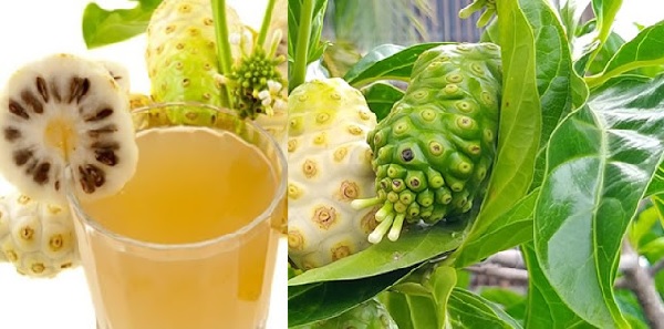 “Cây nhà lá vườn” nhưng cực kỳ hiệu quả trong việc điều trị bệnh tiểu đường 10