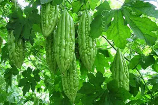 “Cây nhà lá vườn” nhưng cực kỳ hiệu quả trong việc điều trị bệnh tiểu đường 3
