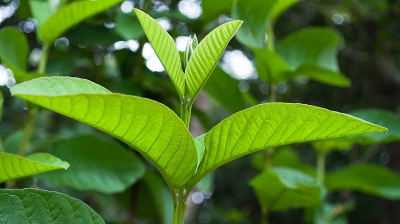 “Cây nhà lá vườn” nhưng cực kỳ hiệu quả trong việc điều trị bệnh tiểu đường 6