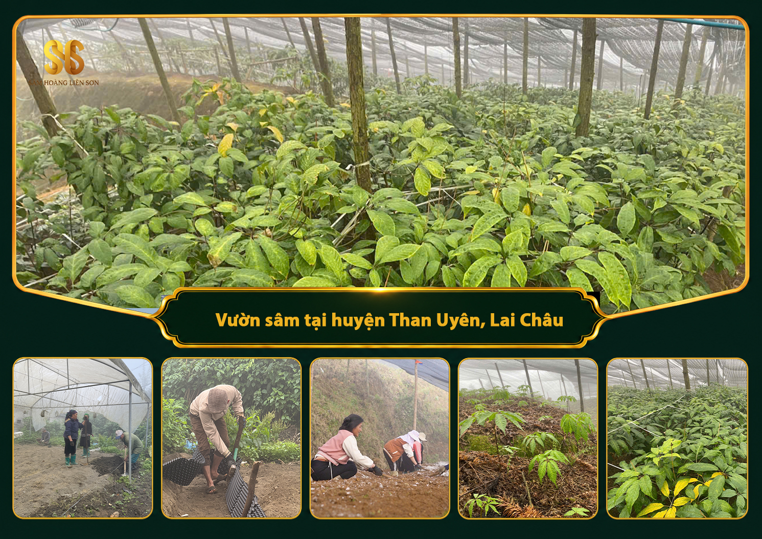 Vườn sâm tại huyện Than Uyên, tỉnh Lai Châu