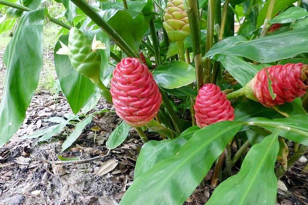 Cây gừng dại - Củng cố hệ miễn dịch cho người bệnh tiểu đường 2