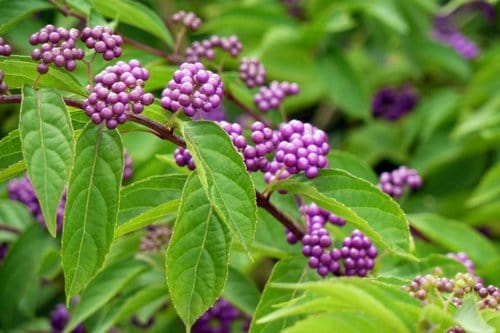 Cây nàng nàng - Cải thiện chức năng thận cho người bệnh tiểu đường 4