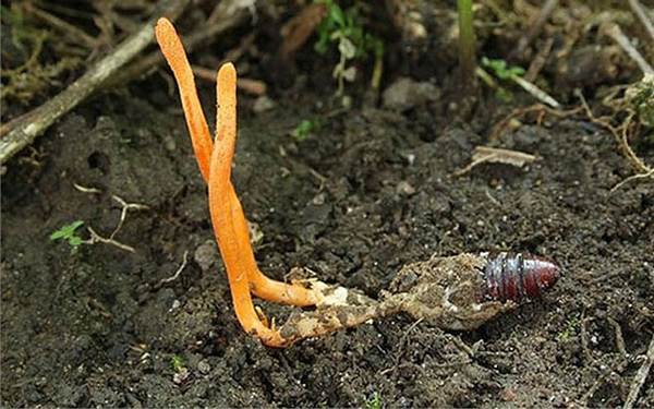 Đông trùng hạ thảo - Điều hòa đường huyết và ngăn ngừa biến chứng cho người bệnh tiểu đường 5