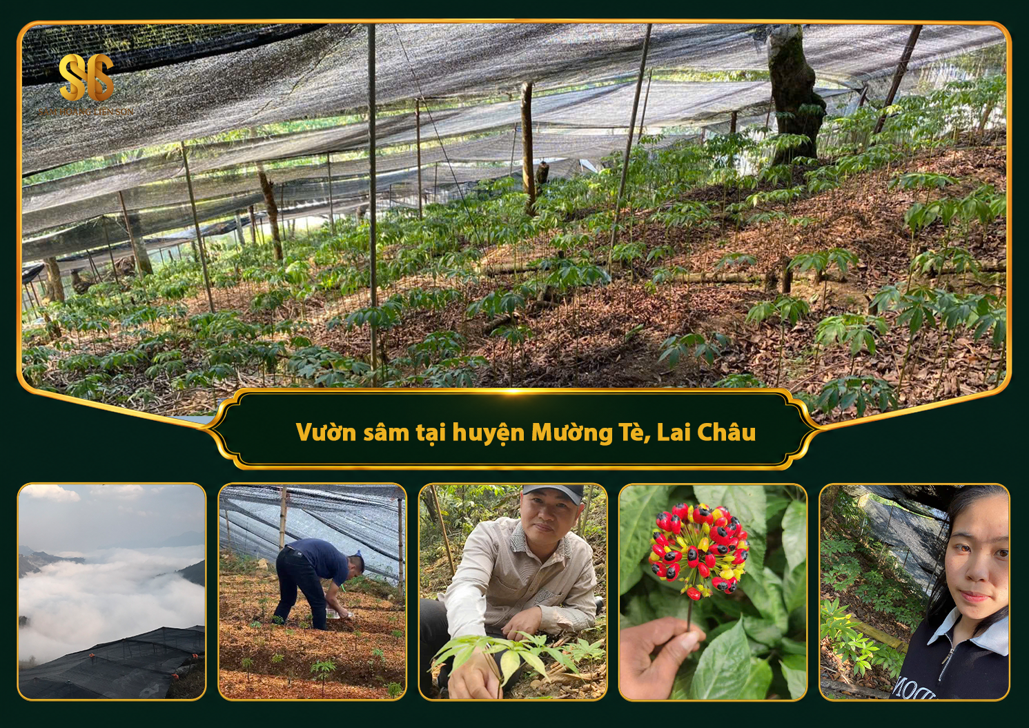 Vườn sâm tại huyện Mường Tè, tỉnh Lai Châu