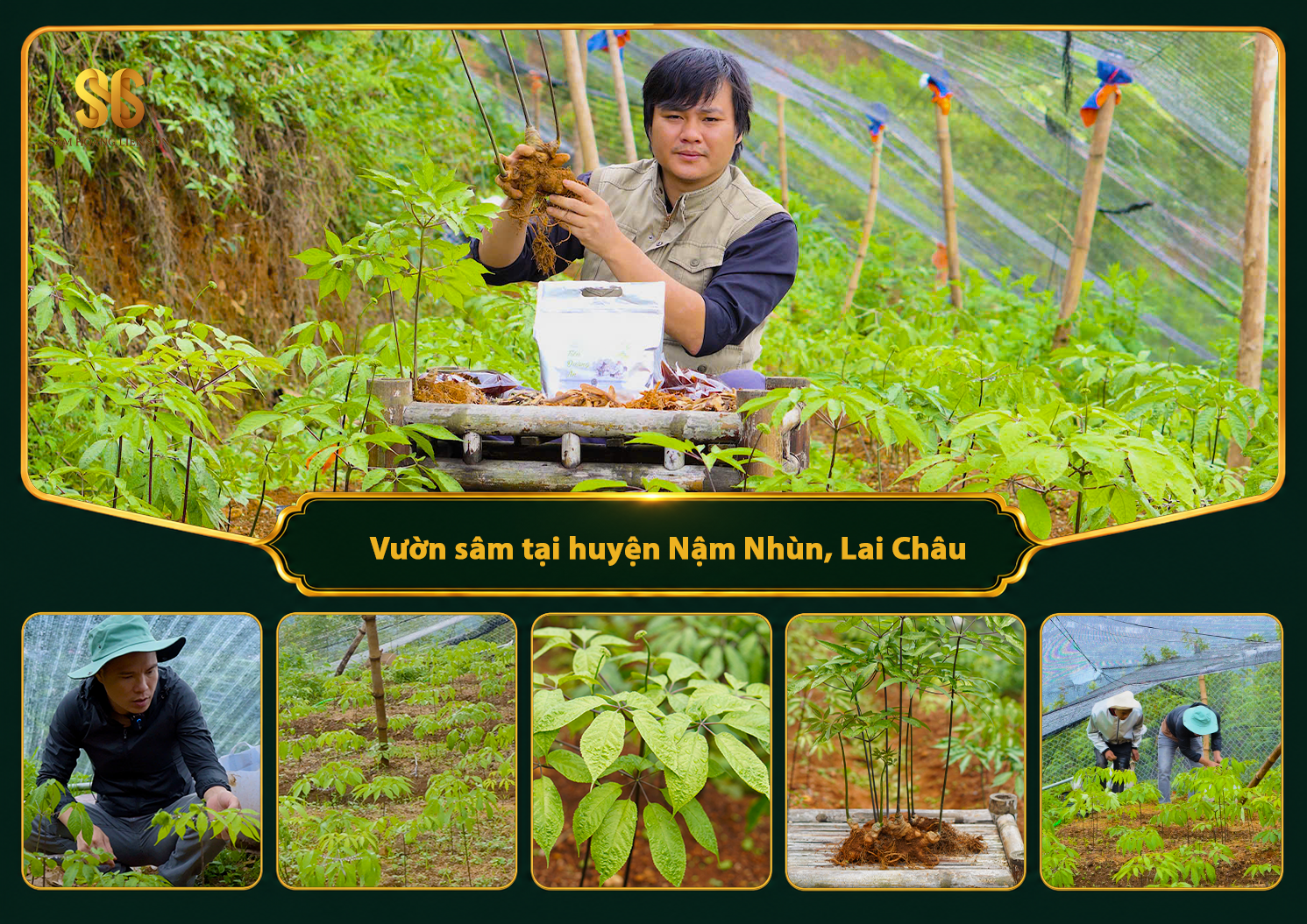 Vườn sâm tại huyện Nậm Nhùn, tỉnh Lai Châu