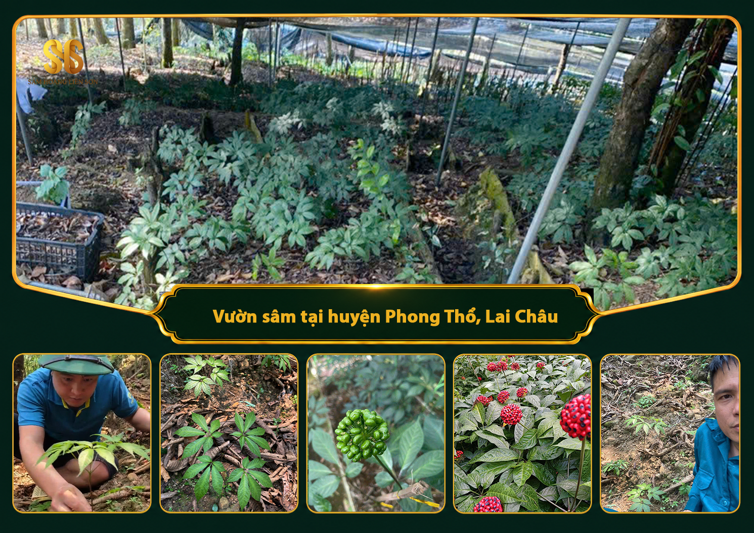 Vườn sâm tại huyện Phong Thổ, tỉnh Lai Châu