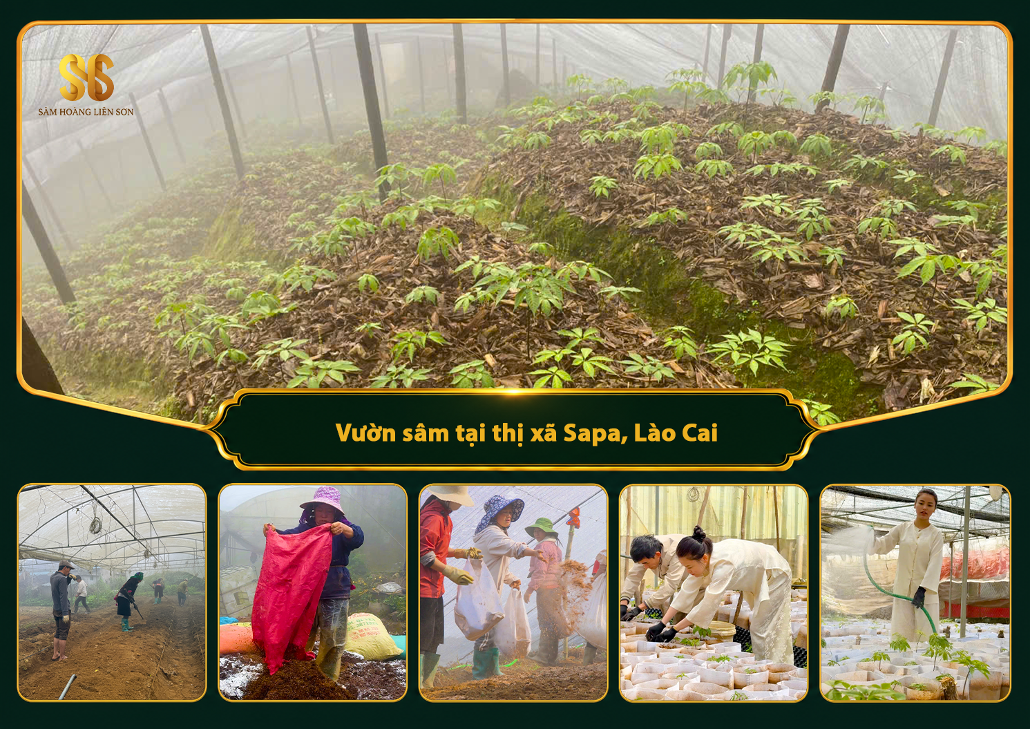 Vườn sâm tại thị xã Sapa, tỉnh Lào Cai