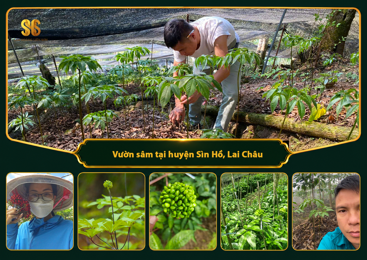 Vườn sâm tại huyện Sìn Hồ, tỉnh Lai Châu