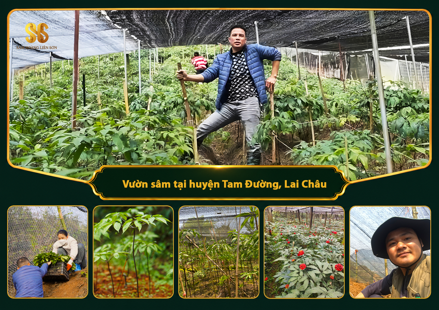 Vườn sâm tại huyện Tam Đường, tỉnh Lai Châu