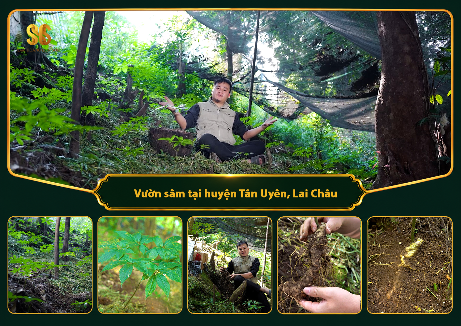 Vườn sâm tại huyện Tân Uyên, tỉnh Lai Châu