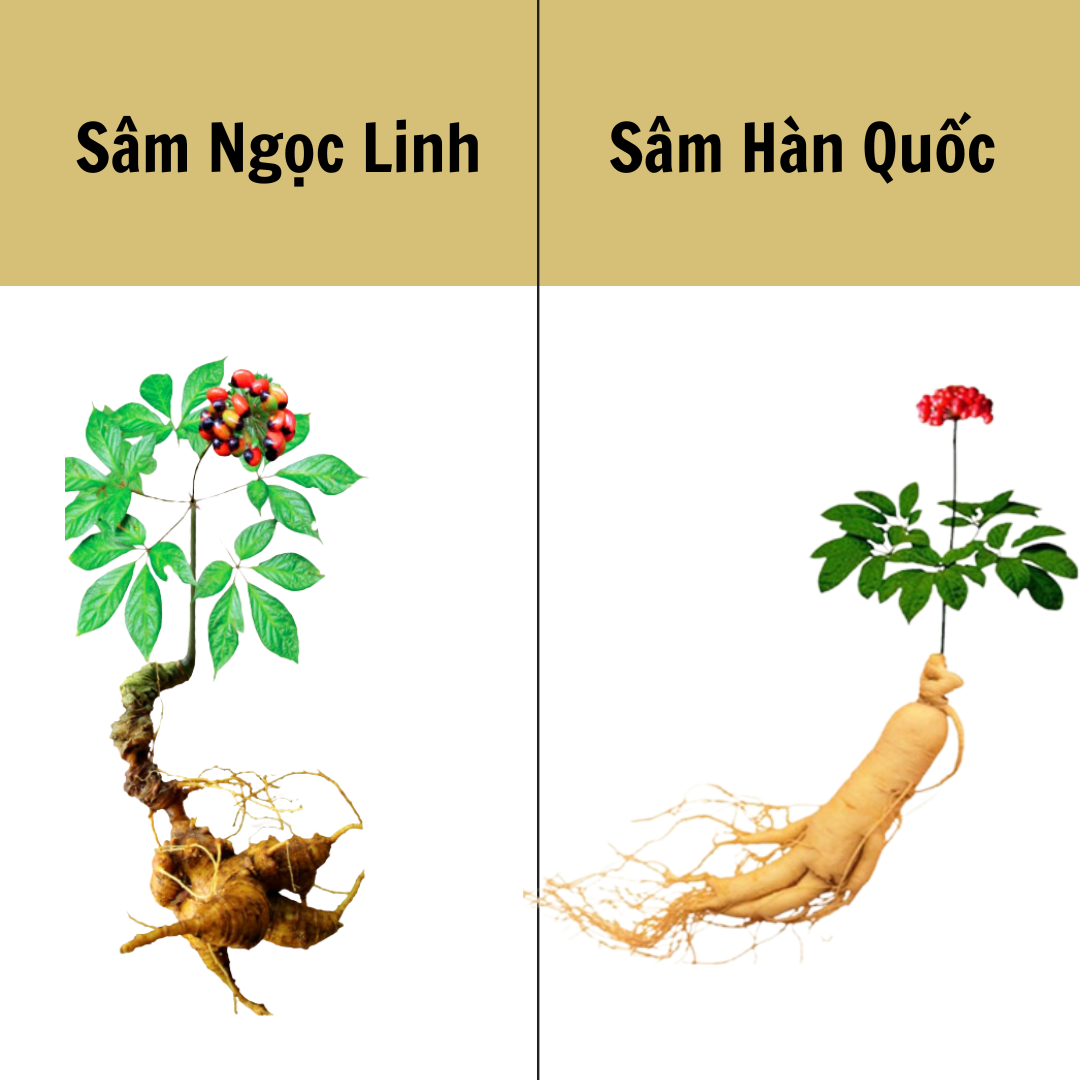 Mua Sâm Ở Đâu Để Đảm Bảo Uy Tín, Chất Lượng? 2