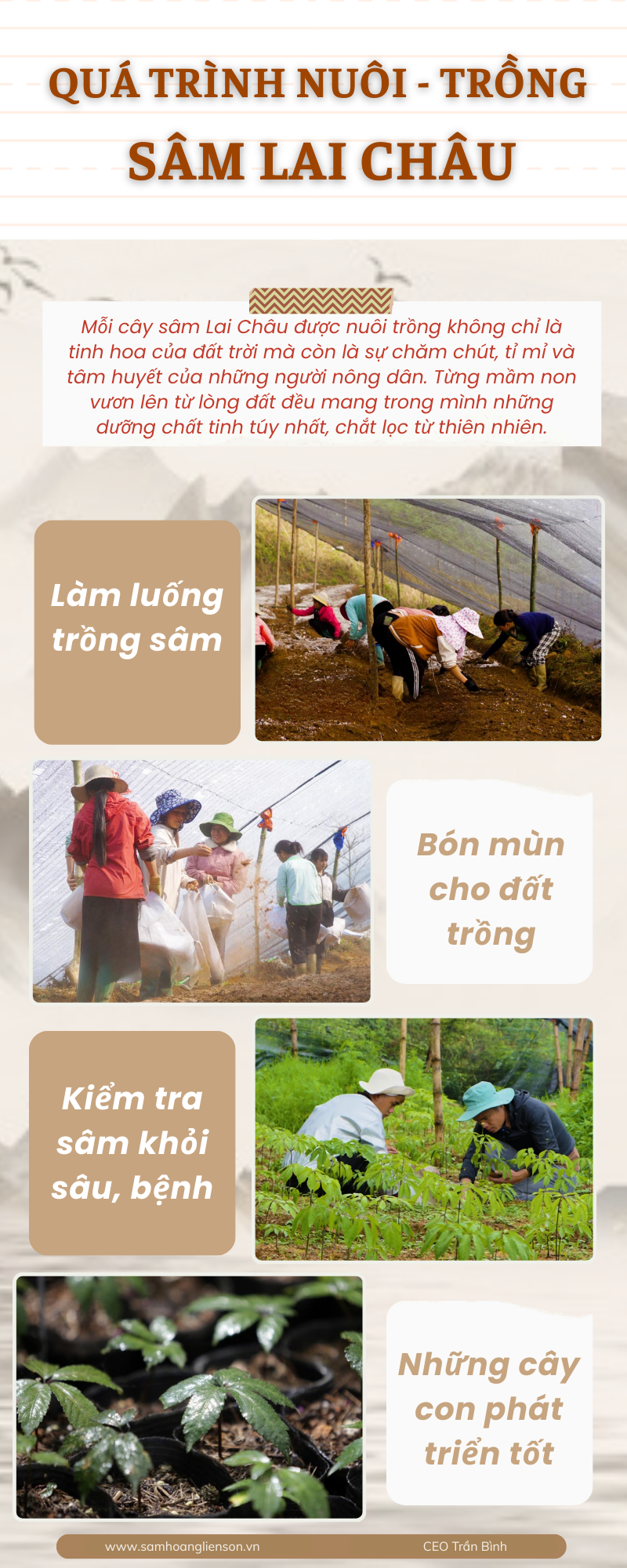 Hộp quả sâm Lai Châu (Lọ 20Gr) 5