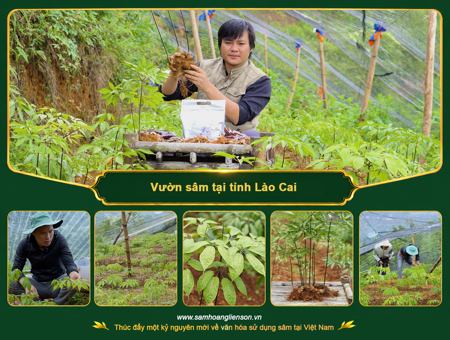 Vườn sâm tại tỉnh Lào Cai