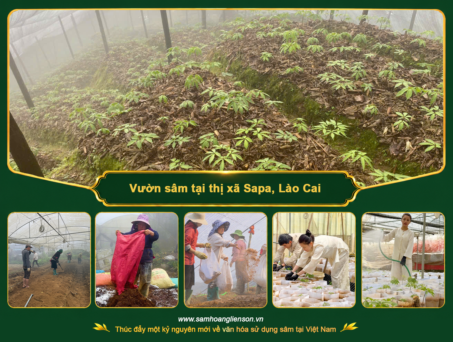 Vườn sâm tại thị xã Sapa, tỉnh Lào Cai