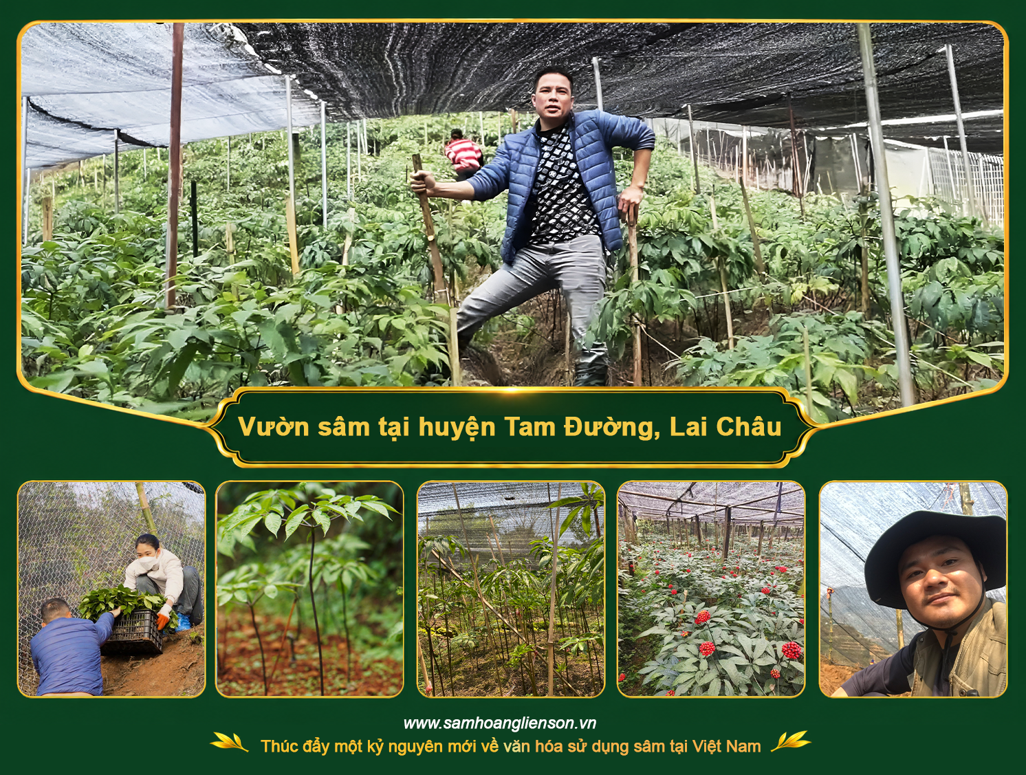 Vườn sâm tại huyện Tam Đường, tỉnh Lai Châu