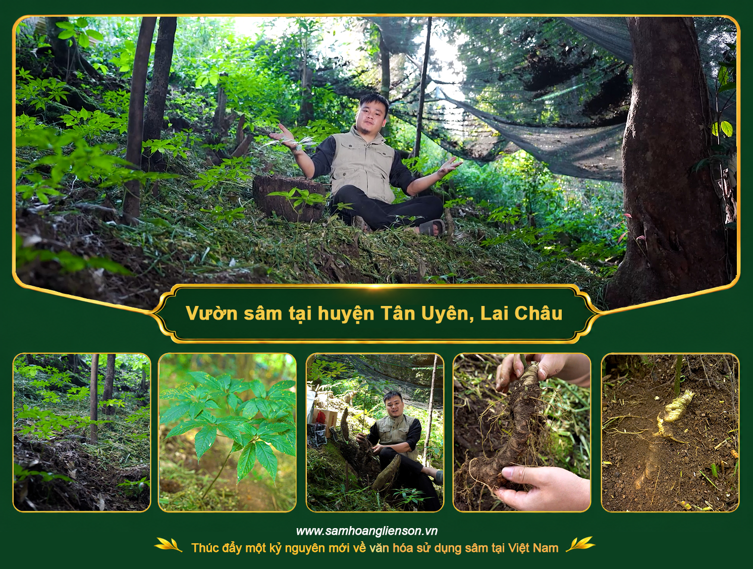 Vườn sâm tại huyện Tân Uyên, tỉnh Lai Châu