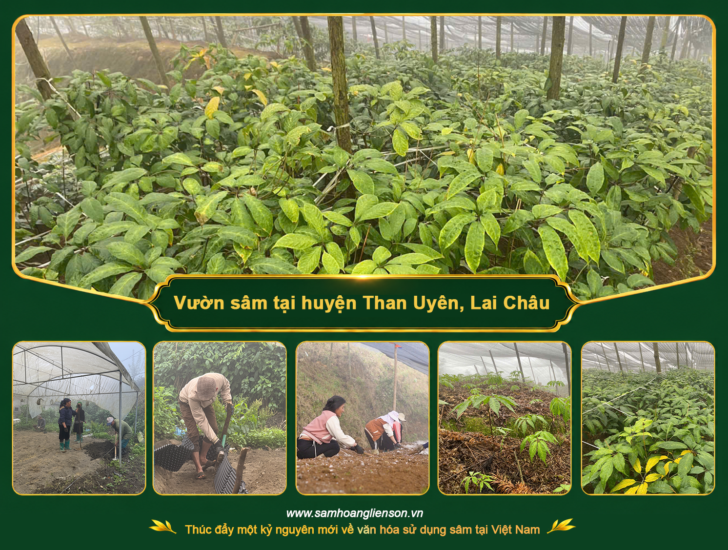 Vườn sâm tại huyện Than Uyên, tỉnh Lai Châu